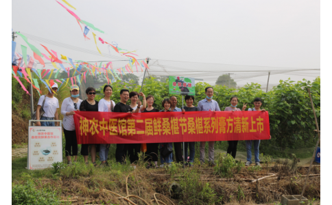 桑椹滿枝頭，采摘正當時- 神農(nóng)中醫(yī)館鮮桑椹合作基地采摘紀實